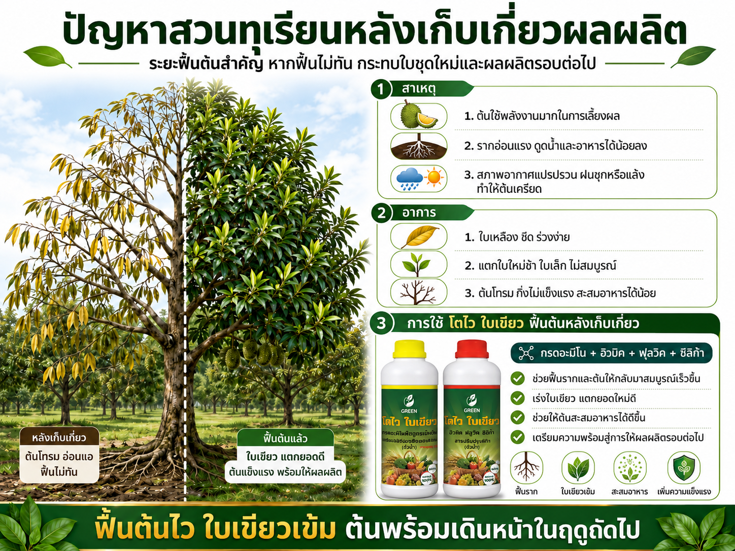 ปัญหาสวนทุเรียนหลังเก็บเกี่ยวผลผลิตระยะฟื้นต้นสำคัญกว่าที่หลายสวนคิด