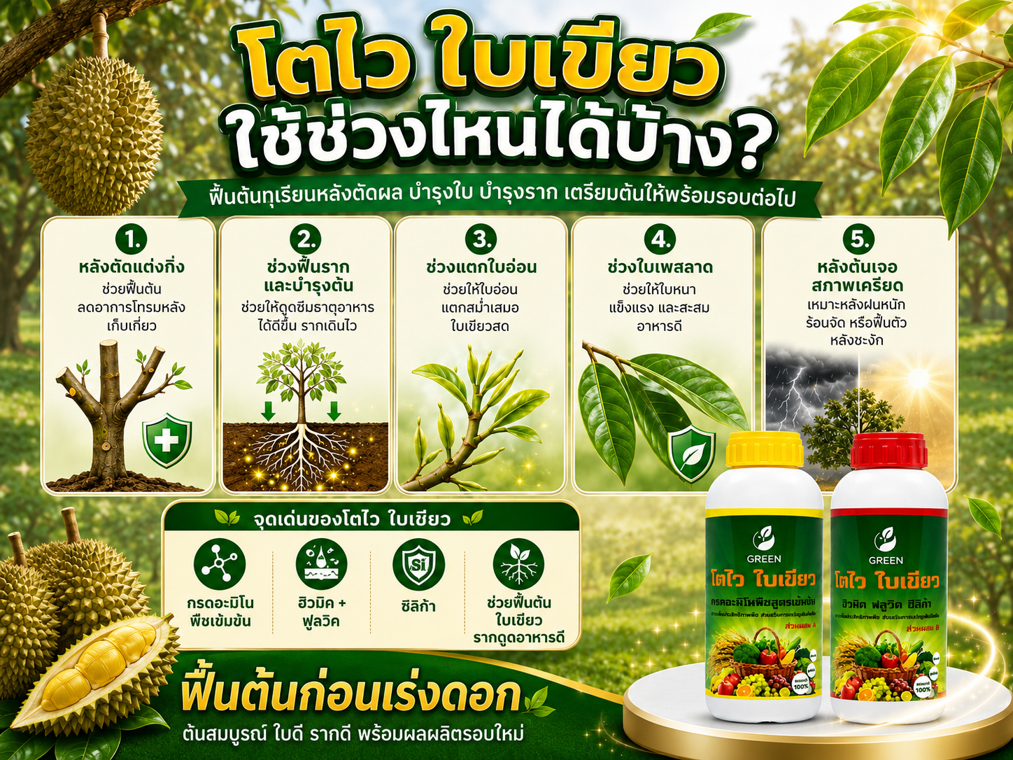 หลังตัดผล อย่าปล่อยให้ต้นโทรม ใช้โตไว ใบเขียว ช่วยฟื้นต้น เร่งใบใหม่ ใบเขียวหนา รากดูดอาหารดี เตรียมต้นให้พร้อมสำหรับผลผลิตรอบต่อไป