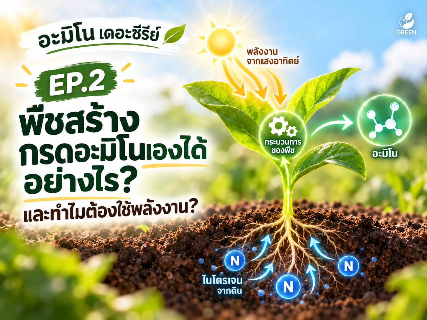 อะมิโน เดอะซีรีย์ EP2: พืชสร้างกรดอะมิโนเองได้อย่างไร? และทำไมต้องใช้พลังงาน?