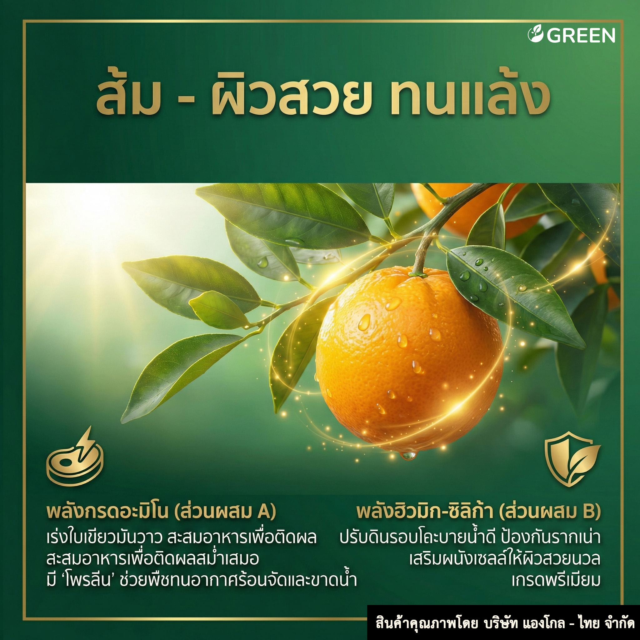 โตไว ใบเขียว ส่วนผสม A