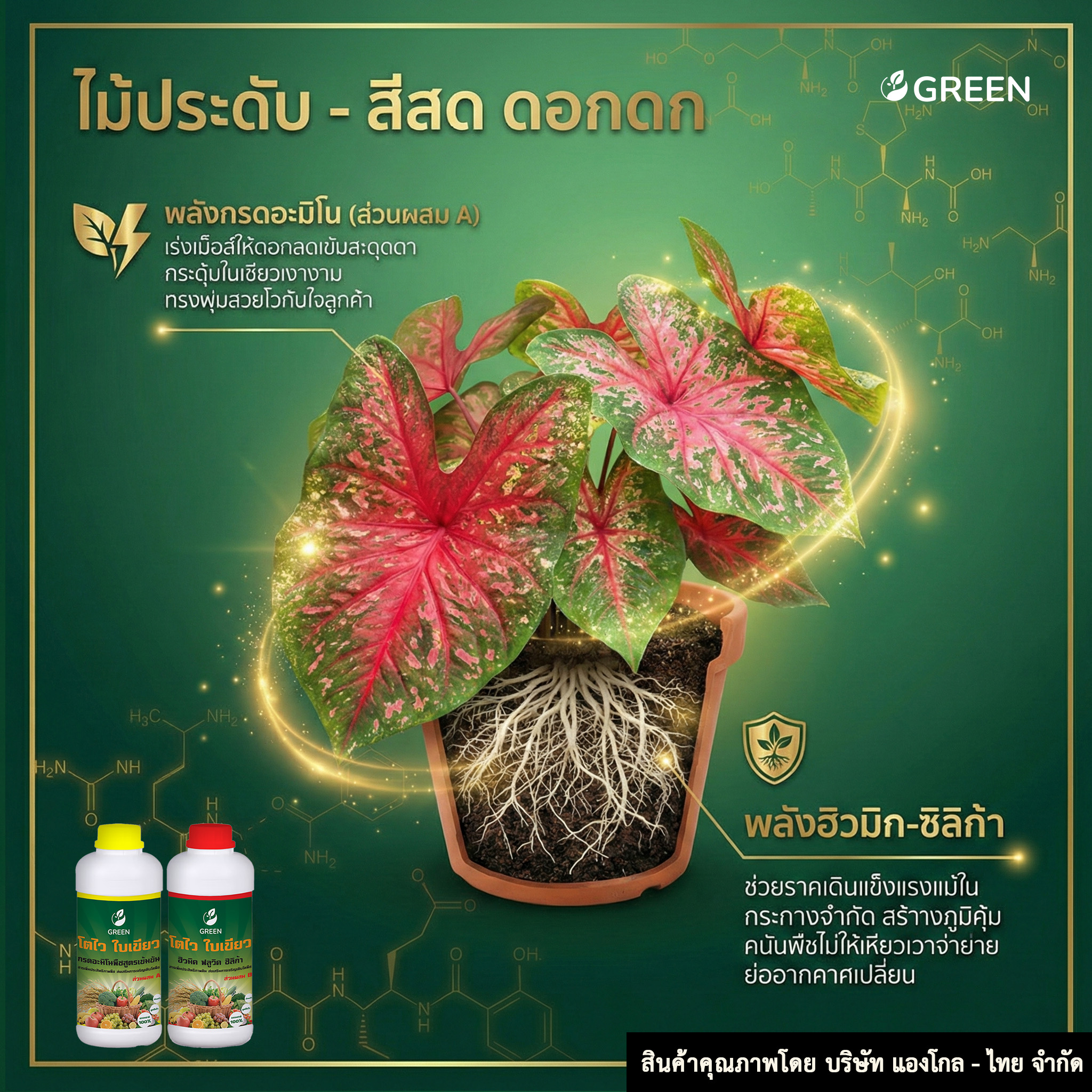 โตไว ใบเขียว 1ชุด ส่วนผสม A+B